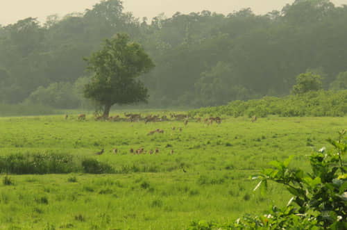 jungle safari near indore